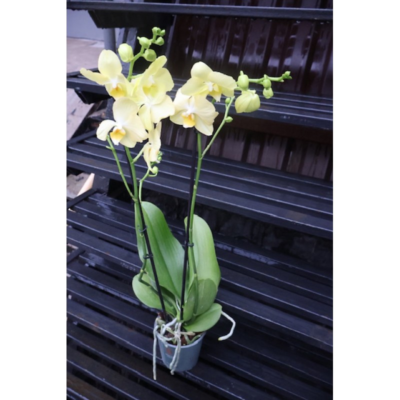 Желтая орхидея фаленопсис 2 ствола