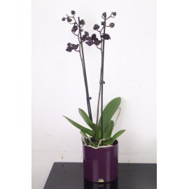 Черная орхидея 