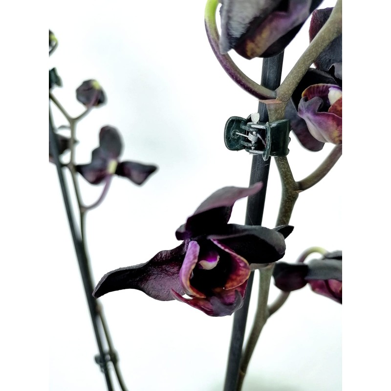 Черная орхидея 
