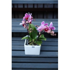 Розовая сортовая мини-орхидея в кашпо