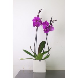 Малинки в кашпо