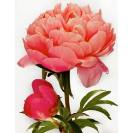 Коралловые пионы поштучно от 5 штук.