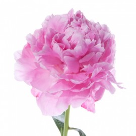 Розовые пионы Сара Бернар поштучно от 9 штук