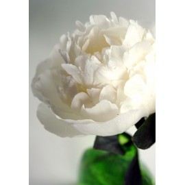 белые пионы поштучно от 7 штук