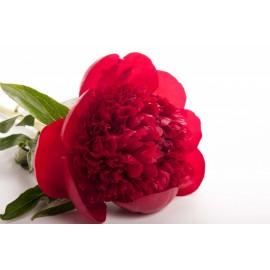 Бордовые пионы поштучно от 9 штук