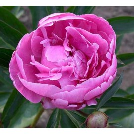 Пионы Алекс Флеминг Поштучно от 9 штук