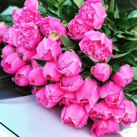 Малиновые пионы поштучно от 5 штук 