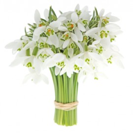 Подснежники поштучно
