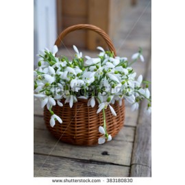 101 подснежник в корзине