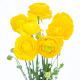 Желтые ранункулюсы поштучно от 9 штук