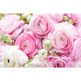 Розовые ранункулюсы поштучно от 9 штук