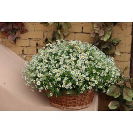 Корзина 101 полевая ромашка