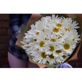 39 садовых ромашек 