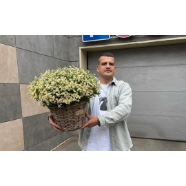 Корзина из 75 полевых ромашек