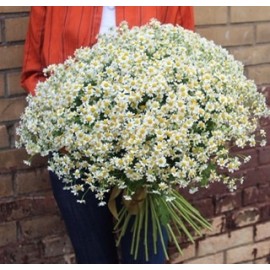 101 полевая ромашка