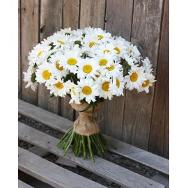 51 садовая ромашка 