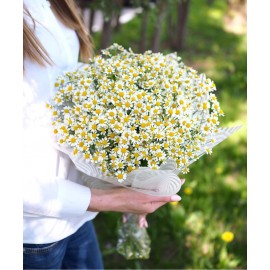 Полевой романс