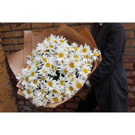 125 садовых ромашек