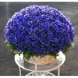 Большая корзина васильков