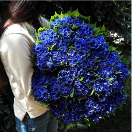 Васильковый бум