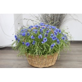 Корзина с любимыми васильками 