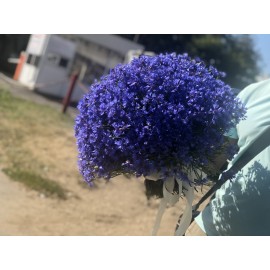 Васильковая Бомба