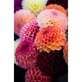 Георгины микс от 15 штук