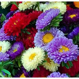 Астры поштучно от 29 штук