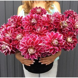 25 георгин в коробке 