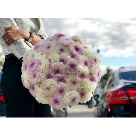 Георгиновый бум!