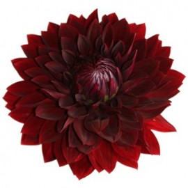 Красные георгины поштучно от 9 штук 