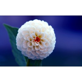 Белые георгины поштучно от 9 штук