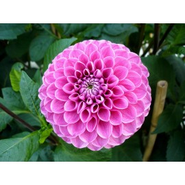 Розовые георгины поштучно от 15 штук