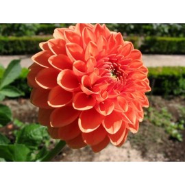 Оранжевые георгины поштучно от 9 штук