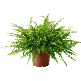 Нефролепис, диаметр горшка 21