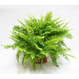 Нефролепис, диаметр 17