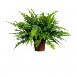 Нефролепис, диаметр 12