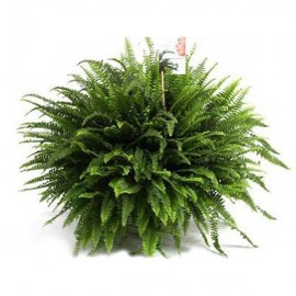 Нефролепис, диаметр 27