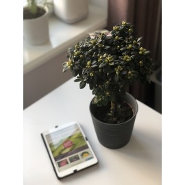 Азалия штамб в кашпо