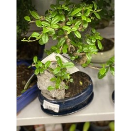 Бонсай с камнем