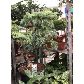 Бонсай Можевельник