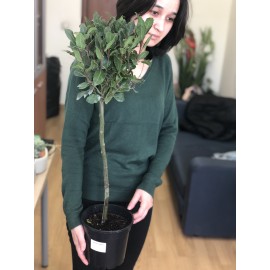 Лавр высота 90 см