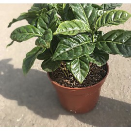 Кофе Арабика в Кашпо 