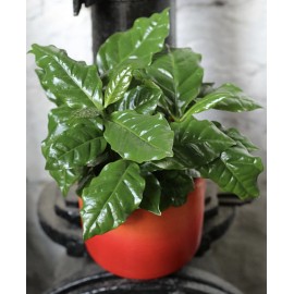 Кофе в красном кашпо 