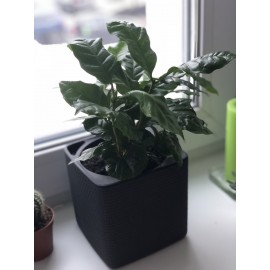 Кофейное дерево в кашпо