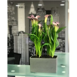 Каллы в кашпо