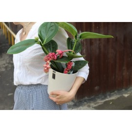 Мединилла в кашпо