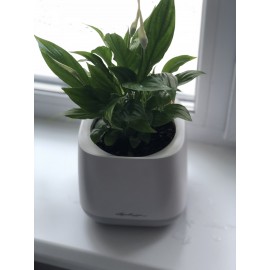 Спатифиллум в кашпо с автополивом