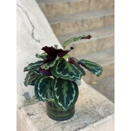 Калатея в кашпо 