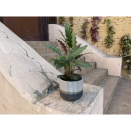 Прекрасная Калатея